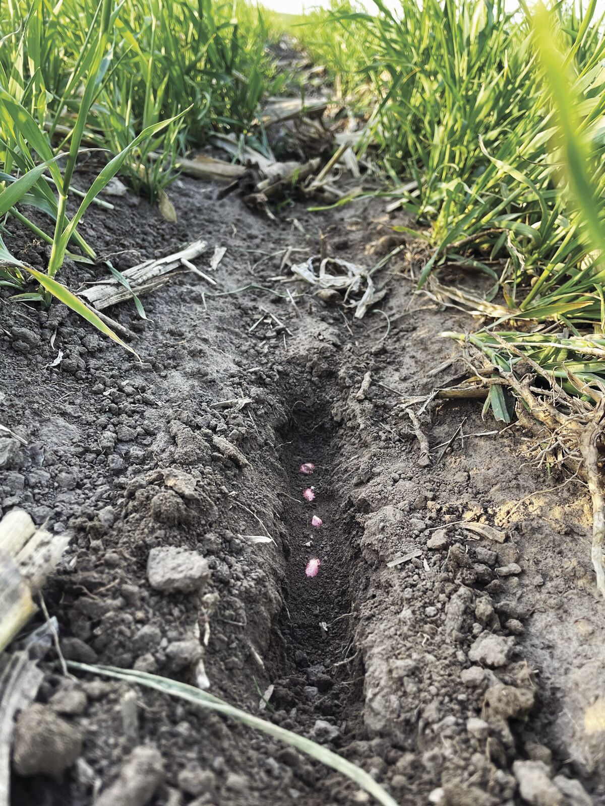 Soybeans into rye